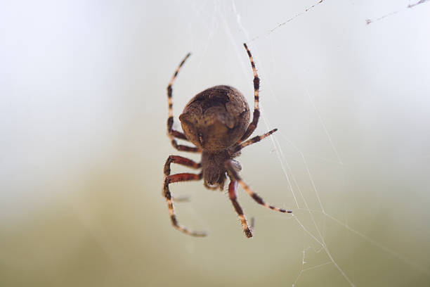 Aranha na Web - foto de acervo