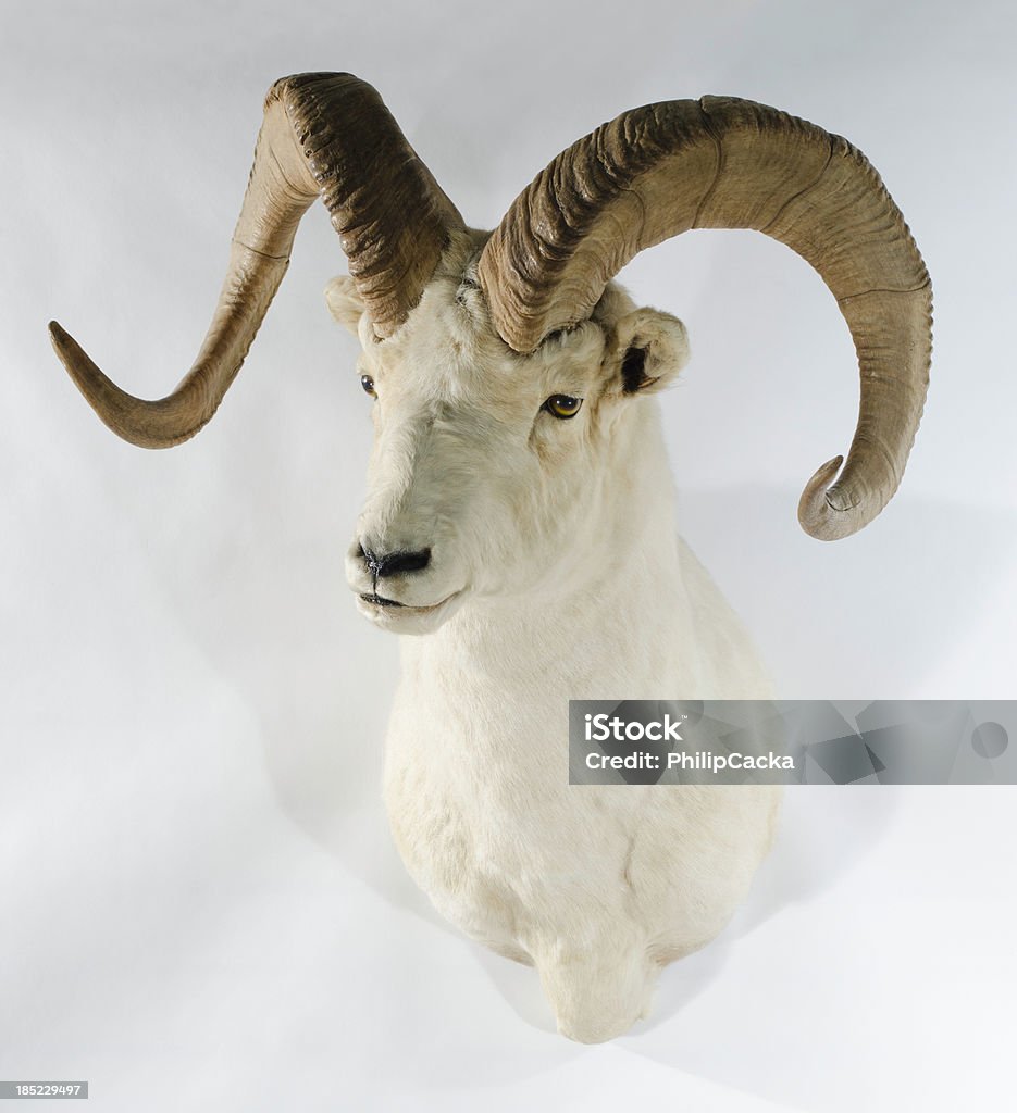 Northwest Dall Sheep Trophy Head Mount Northwest Dall sheep trophy head mount on a white background. Horned Stock Photo