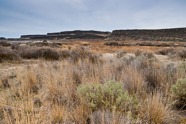 Desert Sagebrush and Mesas