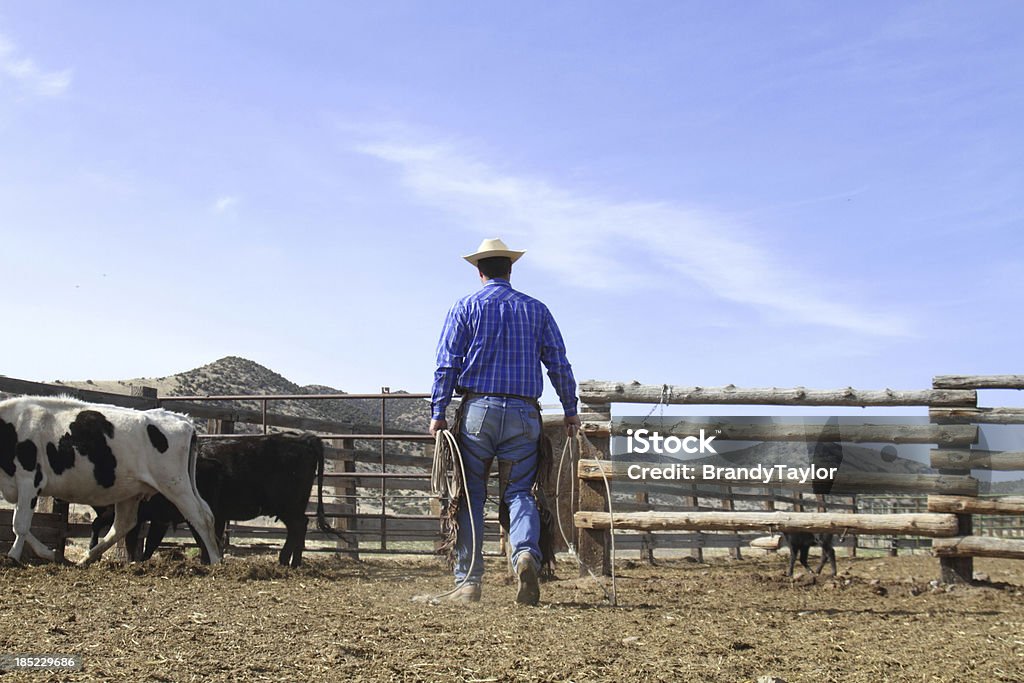 Cowboy - Foto de stock de Ganado - Mamífero ungulado libre de derechos