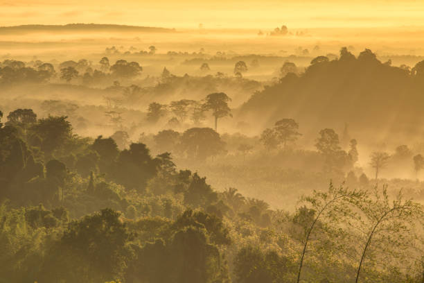 istock the forest around Hin Pad, Khiri Rat Nikhom District, Surat Thani, Thailand 1852298827