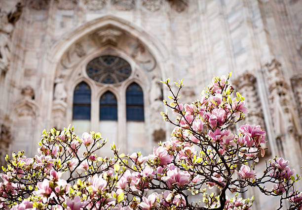 Blooming Magnolia Against Duomo Window, Milan Italy stock photo