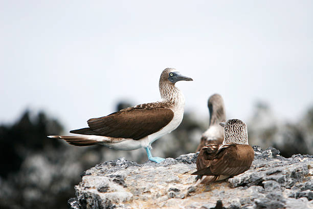 istock Blue-footed booby in Galapagos Islands 185230296