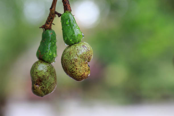 raw cashew nut, Anacardium occidentale, on branch
