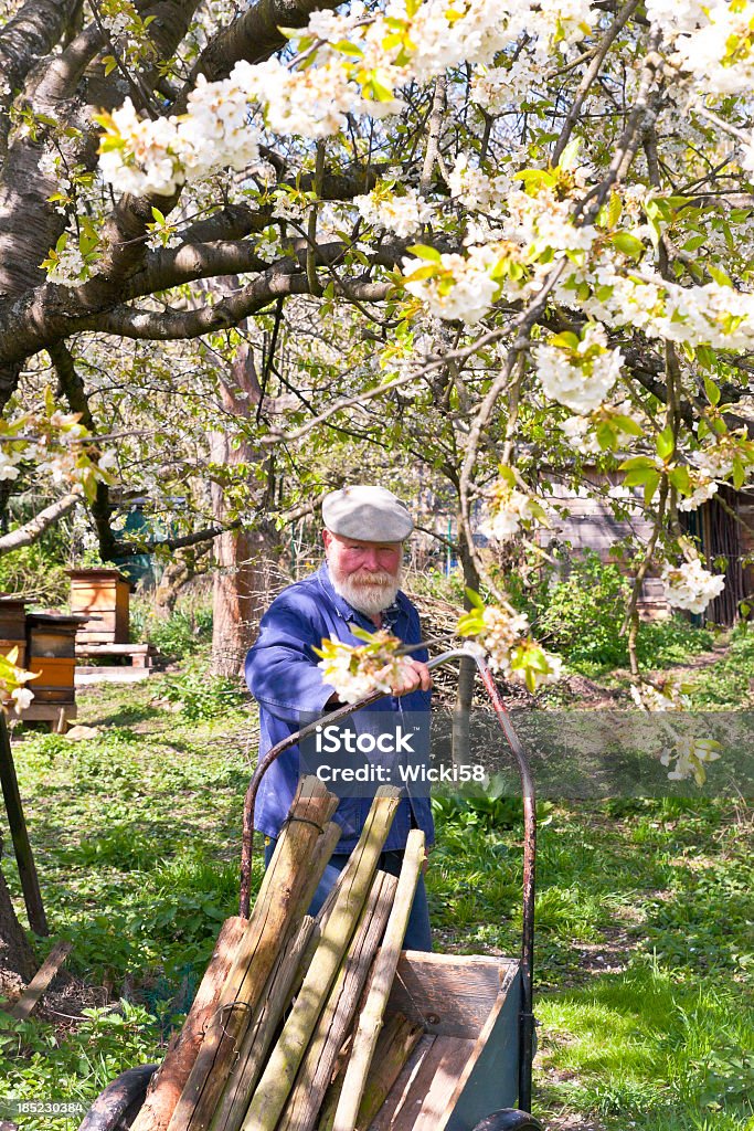 Active senior fruit farmer in blooming orchard Portrait of an active male senior fruit farmer working on an apple tree. Beehives in the background. Farmer Stock Photo