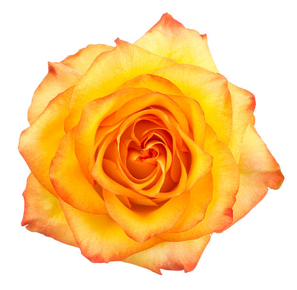 rose. - isolated on white floral pattern rose blossom imagens e fotografias de stock