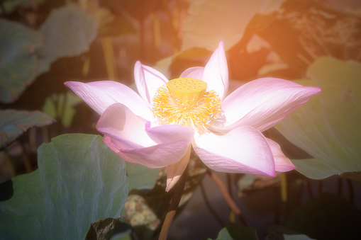 Pink Sacred Lotus (Nelumbo nucifera) blossom and leaves in lake