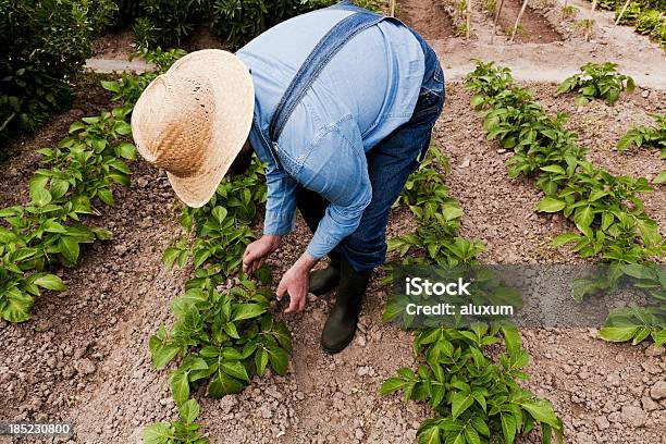 Farmer 작업 현장 남자에 대한 스톡 사진 및 기타 이미지 - 남자, 남자들만, 농부