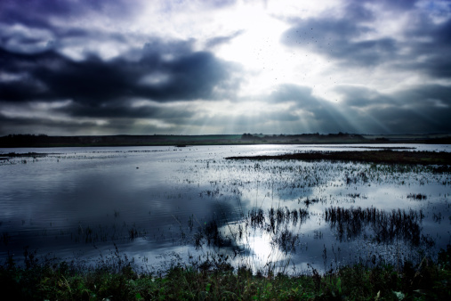 A storm over the vast empty wetland reed beds of Titchwell, Norfolk - England. A flock of birds returning to roost for the evening are silhouetted against the sun.