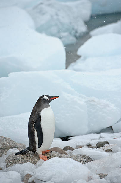 pinguim-papu - bird black penguin gentoo penguin imagens e fotografias de stock