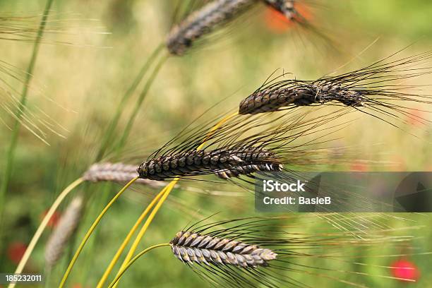 Emmer Triticum Dicoccoidesblack Stockfoto und mehr Bilder von Ernten - Ernten, Feld, Formatfüllend