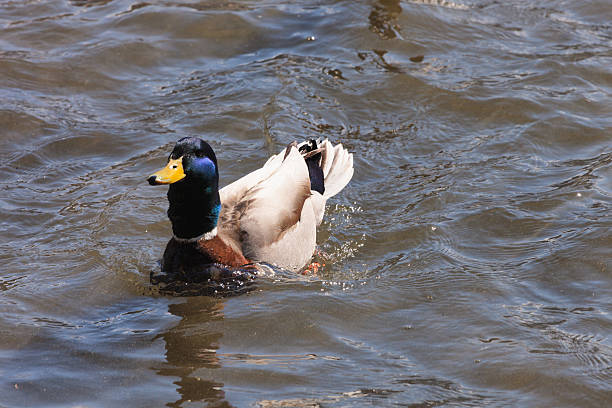 istock Mallard Duck swimming on a pond 185232146