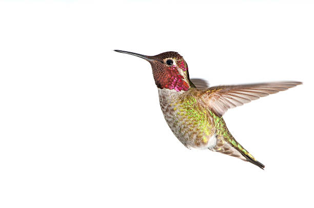 annas-masculino beija-flor, fundo branco xl - bird hummingbird flying annas hummingbird imagens e fotografias de stock