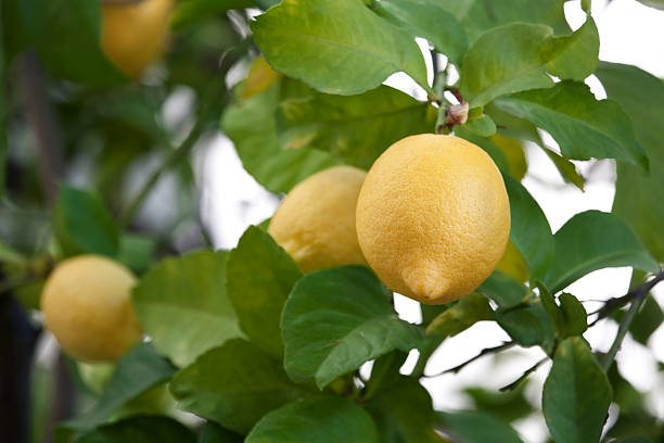 Lemons