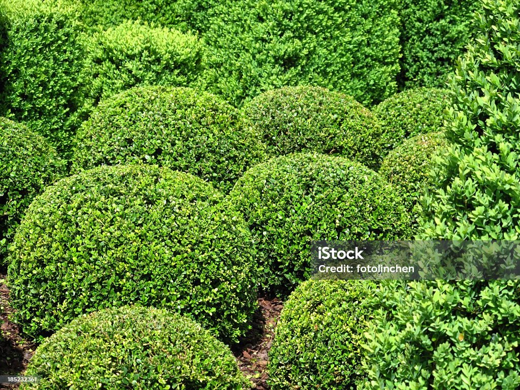 Buxus Bälle - Lizenzfrei Baum Stock-Foto