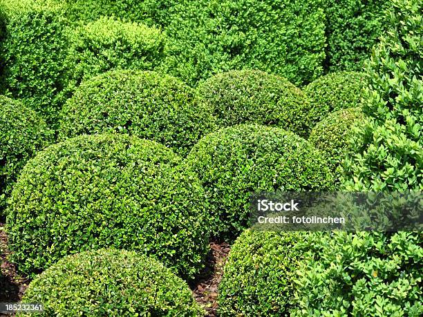 Buxus Bälle Stockfoto und mehr Bilder von Baum - Baum, Beschnittene Hecke, Buchsbaum