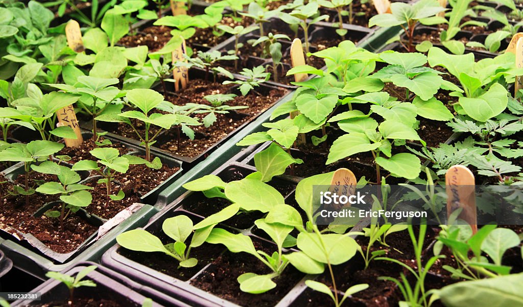 Plantas cultivadas a partir de sementes em canteiros - Royalty-free Agricultura Foto de stock