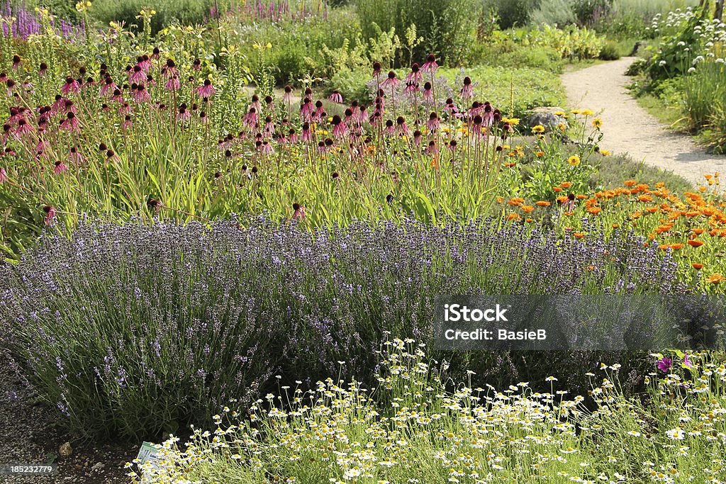 Jardín de hierbas en verano - Foto de stock de Lavanda - Planta libre de derechos