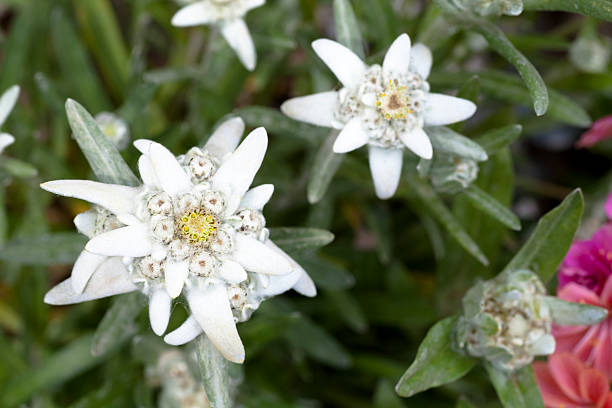 istock Group of edelweiss 185232794