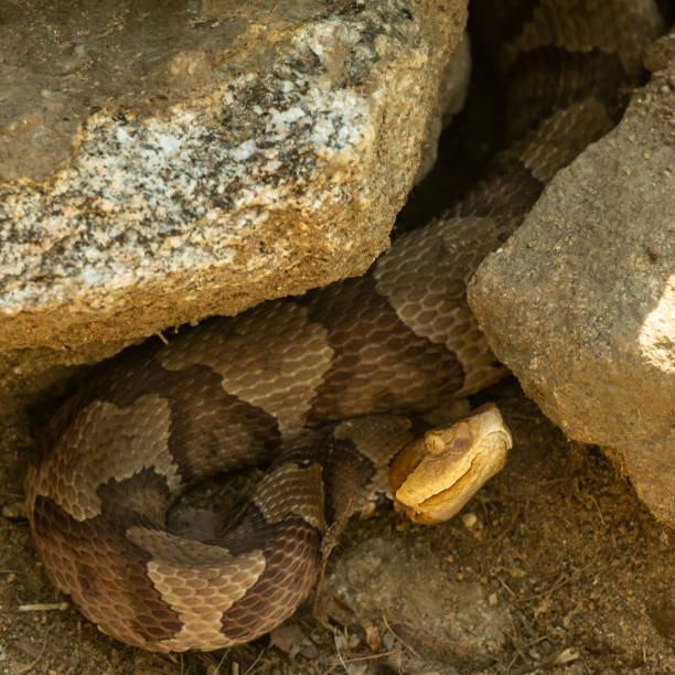 Grumpy Copperhead Hidden In Rock Pile Grumpy Copperhead Hidden In Rock Pile along the Appalachian Trail southern copperhead stock pictures, royalty-free photos & images