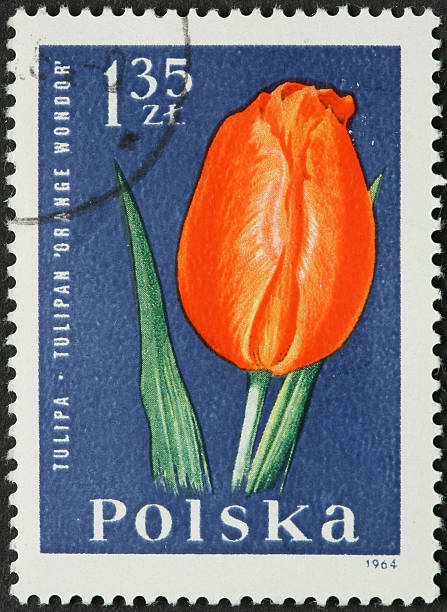 istock orange tulip on a Polish stamp 185232965