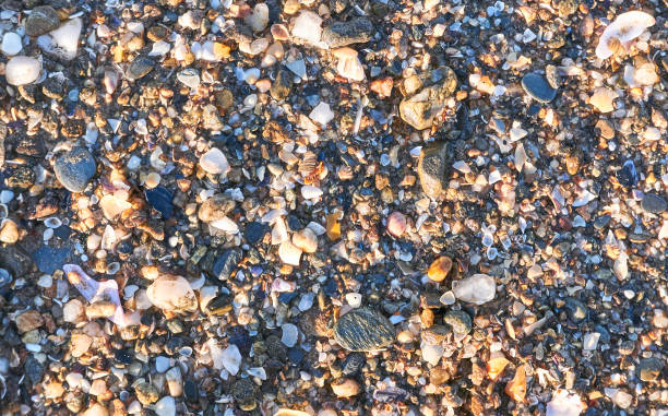 Beach background with shells and pebbles, close up stock photo