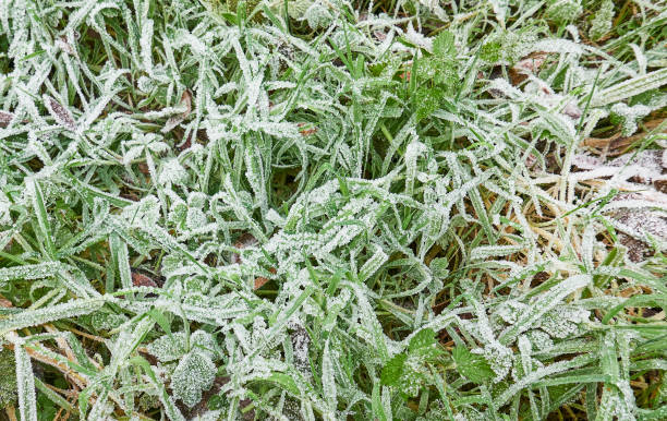 Background of green grass with frost, close up. stock photo