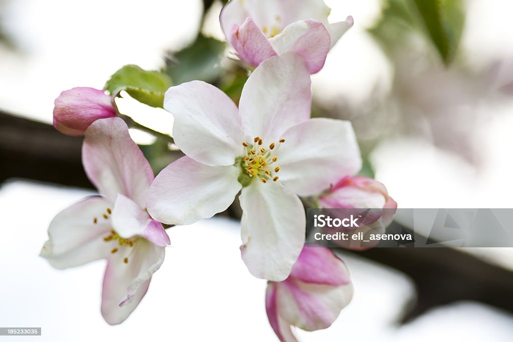 Spring blossom - Photo de Abricotier libre de droits