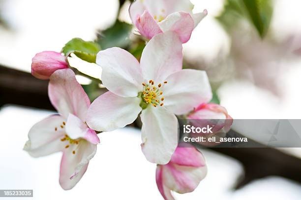 Photo libre de droit de Spring Blossom banque d'images et plus d'images libres de droit de Abricotier - Abricotier, Arbre, Arbre en fleurs