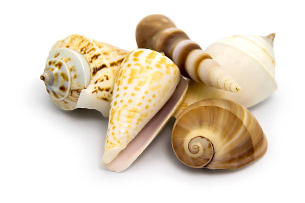 Seashells isolated on white stock photo