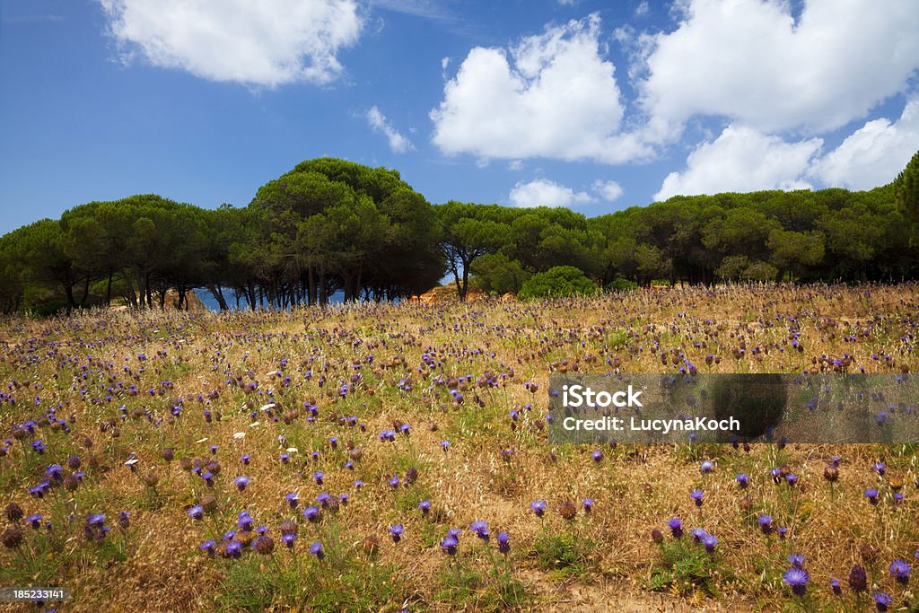 Wildblumen - Lizenzfrei Kiefer Stock-Foto