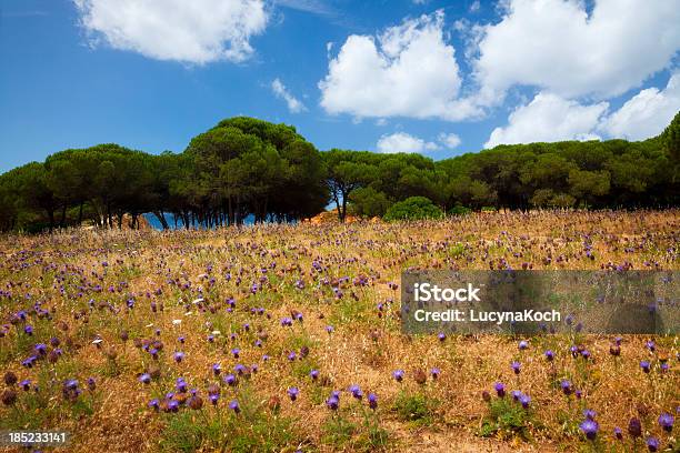 Wildblumen Stockfoto und mehr Bilder von Kiefer - Kiefer, Portugal, Strand
