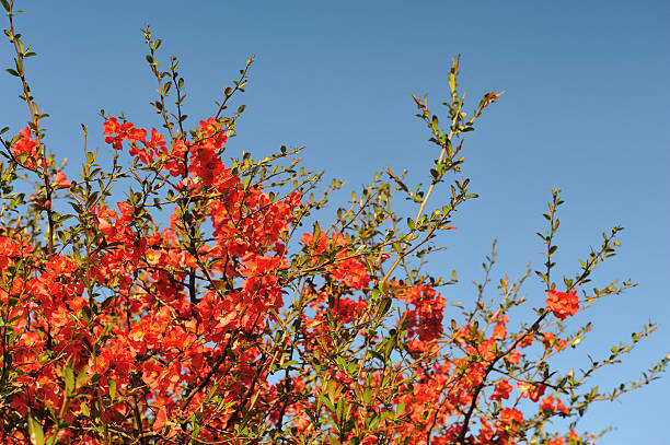 istock Chinese Flowering Quince 185233256