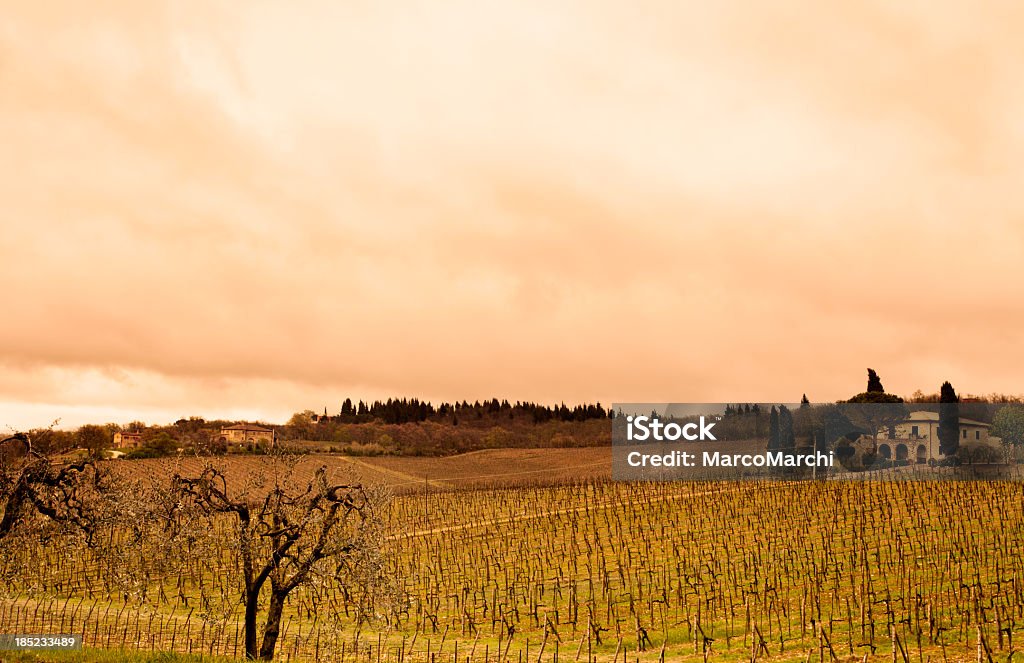 Тоскана wineyard - Стоковые фото Алкоголь - напиток роялти-фри