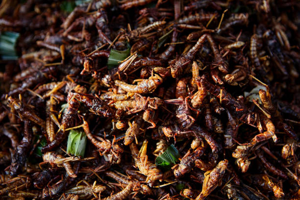 istock Deep fried grasshoppers at street food 1852335121