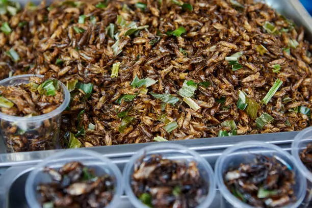 Photo of Deep fried crickets at street food