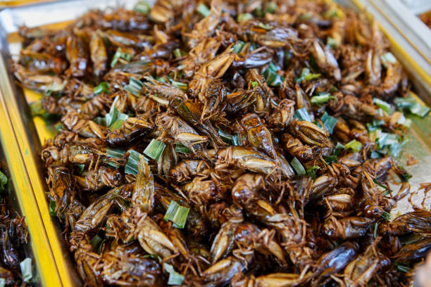 Free picture: A cricket larvae, cockroaches and other fried insects, a ...