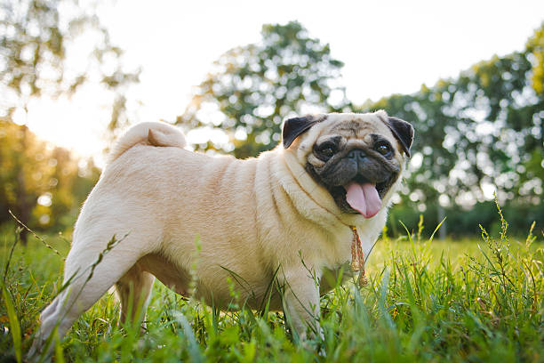 Smiling pug walking in summer park