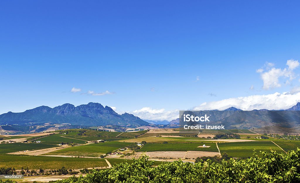 Vineyards in Stallenbosch Vineyards in Stallenbosch, South Africa. Africa Stock Photo