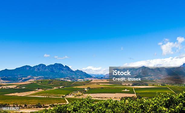 Vineyards In Stallenbosch Stock Photo - Download Image Now - Africa, Agricultural Field, Agriculture