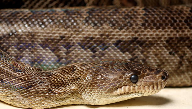Python beautifully marked reticulated python stock pictures, royalty-free photos & images