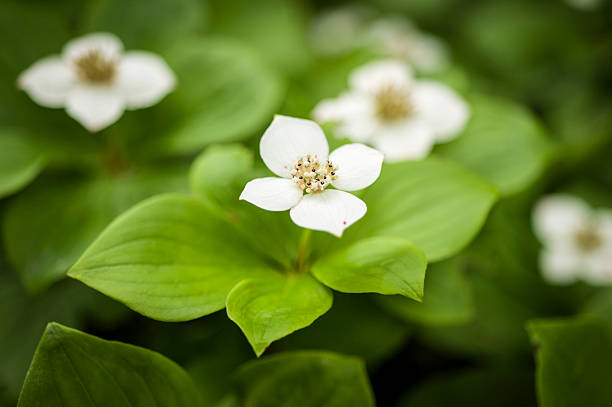 istock Canadian Dogwood 185233984