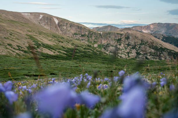 istock Looking at Stormy Peaks and the Mummy Range through Harebells 1852339902