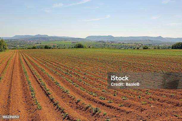 Kartoffel Field In Deutschland Stockfoto und mehr Bilder von Schwäbische Alb - Schwäbische Alb, Baden-Württemberg, Deutschland