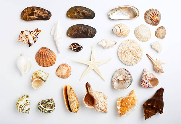 istock Collection of seashells 185234153
