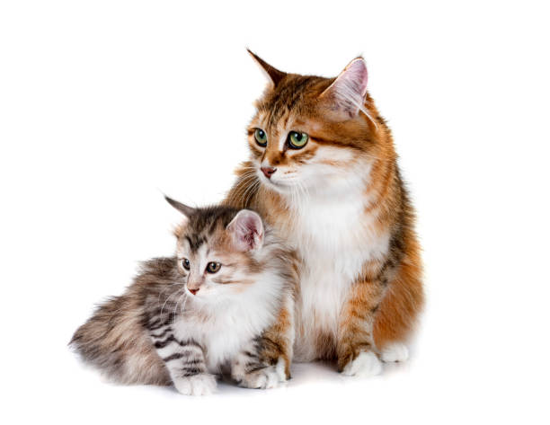 istock kitten and mother Kurilian Bobtail in studio 1852342372