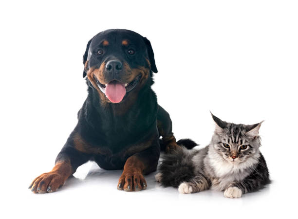 istock maine coon kitten and rottweiler 1852342554