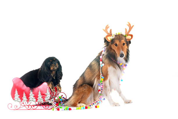 istock cavalier king charles and shetland sheepdog 1852342583