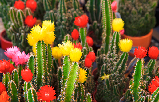 Large Groupp Of Colourful Cactus In Bloom