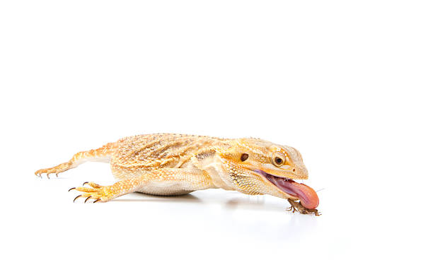 istock Bearded Dragon catching an insect with its tongue 185234354